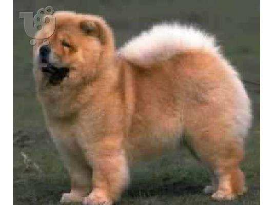 PoulaTo: Chow chow BROWN καθαρόαιμα επιλογής